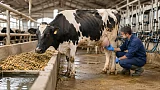 Почему корова стала давать меньше молока: причины снижения удоя
