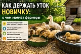 Как держать уток новичку: уход, кормление и ошибки, о которых редко говорят