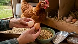 Почему куры несут яйца с мягкой скорлупой или без скорлупы 