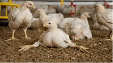 Почему бройлеры падают на ноги: причины слабости лап и что делать