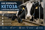 Как избежать кетоза у молочных коров зимой: профилактика и кормление после отела