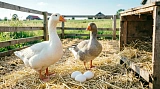 Яйценоскость гусей: от чего зависит и как повысить продуктивность